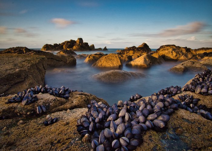 Almejas sobre rocas en el mar