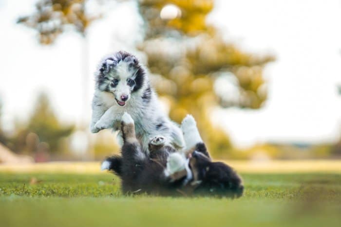 Foto de perros jugando en un campo