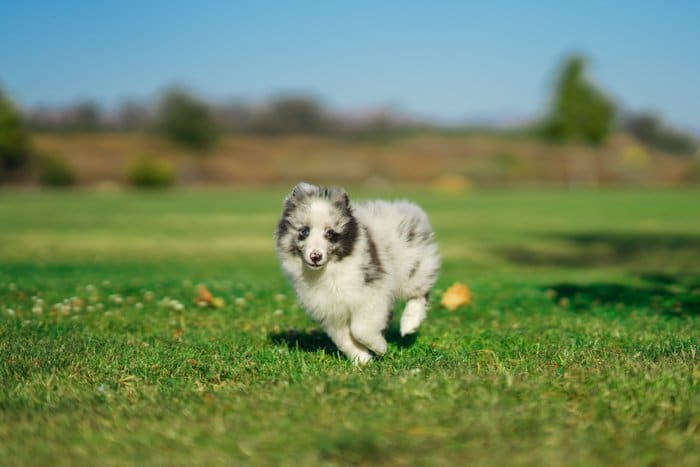 Foto de un perrito corriendo en un campo