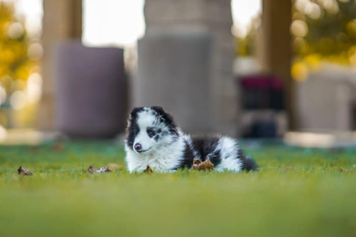 Foto de un perro tumbado en la hierba en un campo