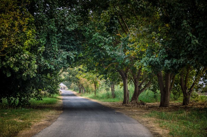 Una foto de un camino rural rodeado de árboles.
