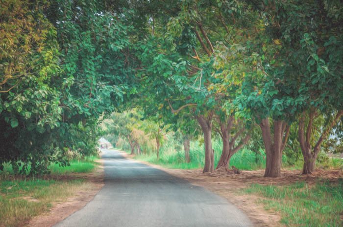 Una foto de una carretera rural enmarcada por un árbol, convertida en una pintura con photoshop