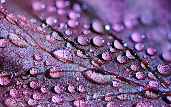 Foto de una hoja morada con gotas de agua