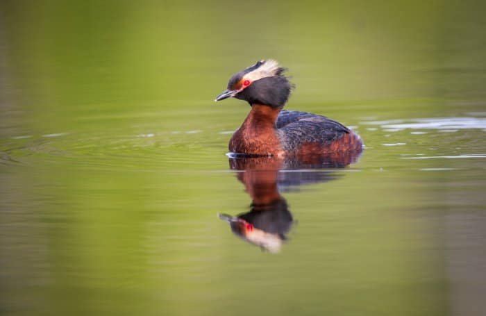 Un pato en un estanque