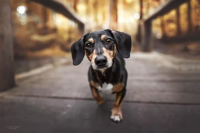 Un lindo retrato de cachorro de perro salchicha