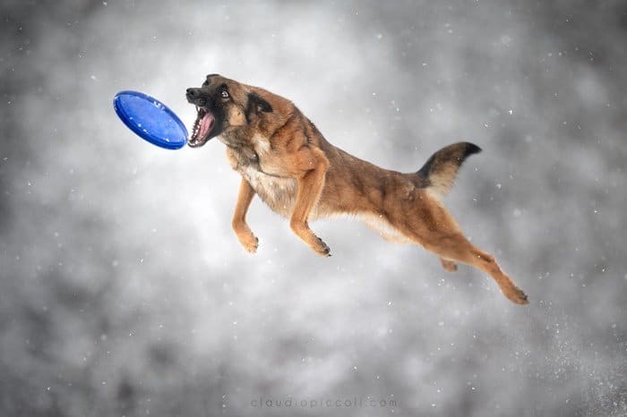 Foto de un perro atrapando un frisbee