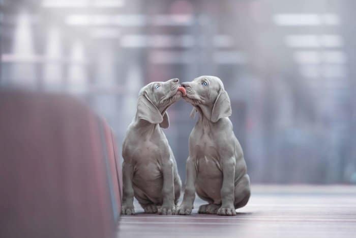 Fotografía de perro dulce de dos perros grises lamiéndose 
