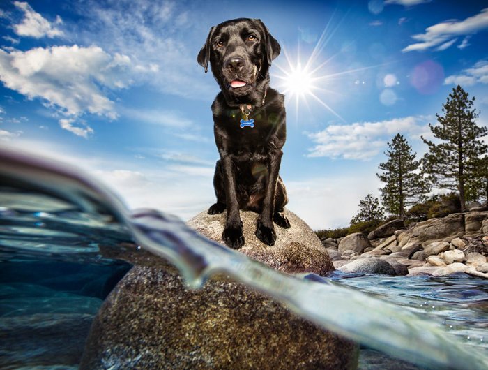 Foto de un perro sobre una roca