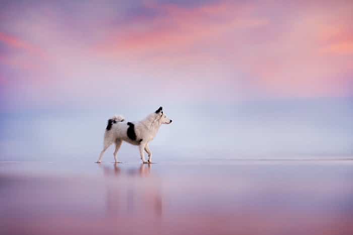 Foto de ensueño de un perro caminando por una playa al atardecer