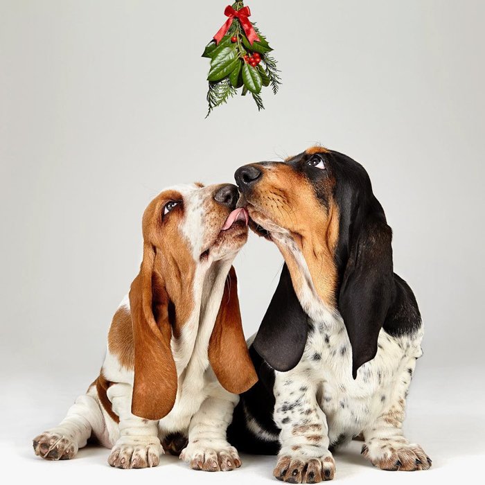 Fotografía de perro lindo de dos beagles grises lamiendo entre sí 