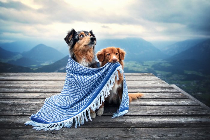 Linda fotografía de mascotas de dos perros debajo de una manta al aire libre