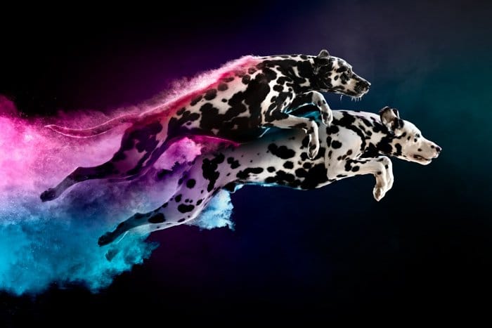 Genial fotografía de mascotas de dos dálmatas saltando con senderos de polvo de colores