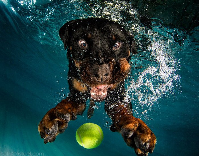 Divertida foto de mascota de un perro bajo el agua