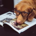 Linda foto de una puerta en glasser acostada sobre una de las mejores revistas de fotografía