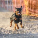 Un perro negro y marrón corriendo en una pista de arena.