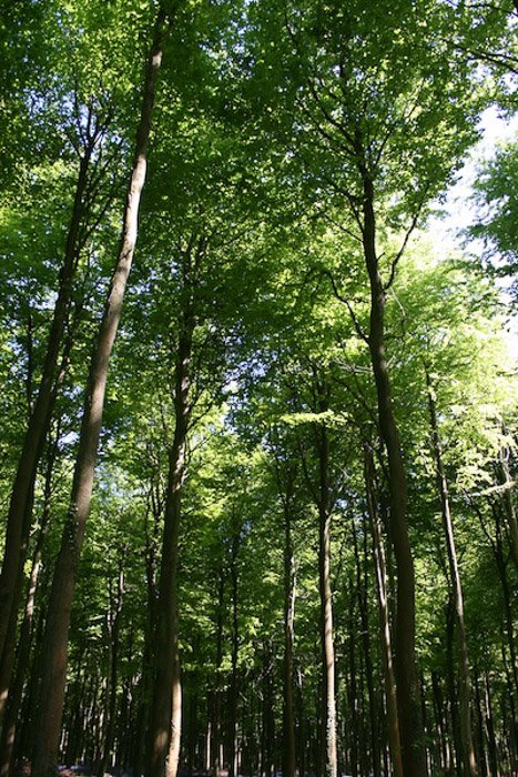 Una fotografía de bosque luminosa y aireada tomada con líneas principales para la composición fotográfica