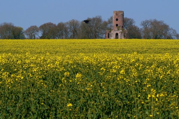 Foto de un campo de flores amarillas con una antigua ruina de un edificio en la parte de atrás