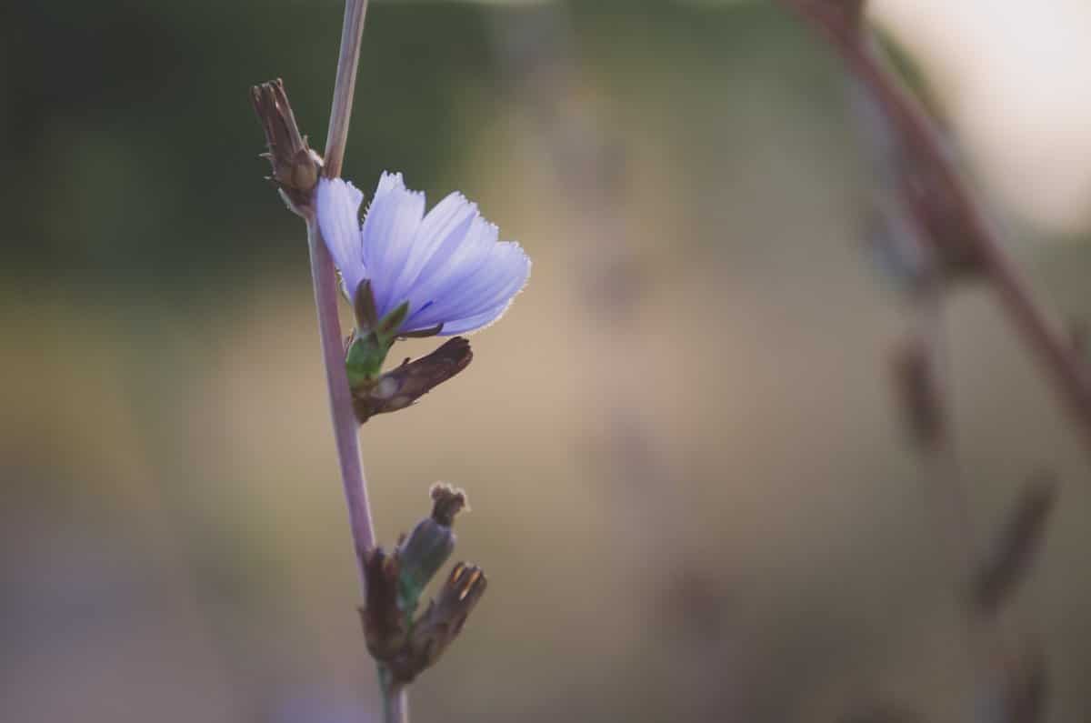 Una foto nítida de una flor violeta tomada con el enfoque correcto: modo de enfoque automático
