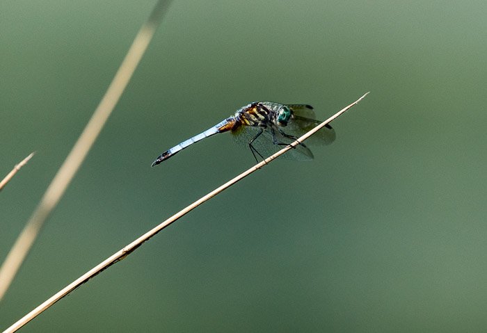 Foto de primer plano de una libélula
