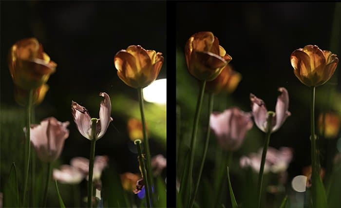 Fotos de flores con diferente enfoque.