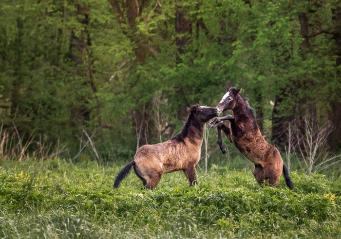 Foto de primer plano de caballos salvajes en un bosque