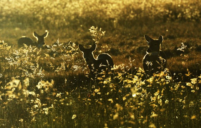 imagen de tres ciervos bebé en un campo