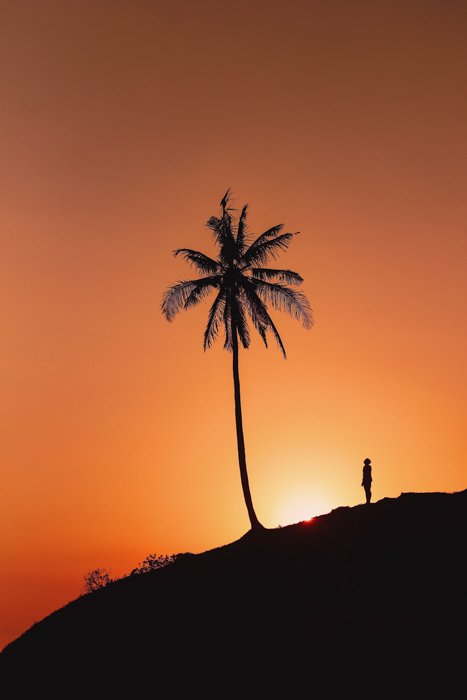 Una imagen de la silueta de un hombre mirando hacia una palmera con retroiluminación del sol poniente