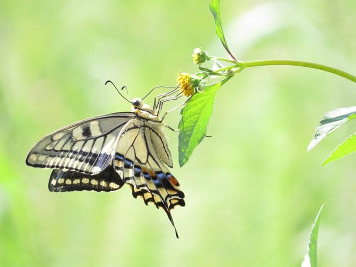 Fotografía hermosa de la mariposa de una especie en una hoja
