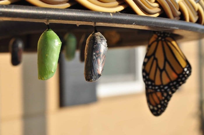 Una mariposa monarca descansando junto a las pupas. 