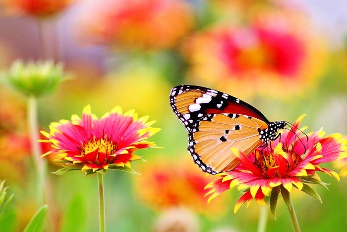 Una mariposa sentada sobre una flor de colores. 