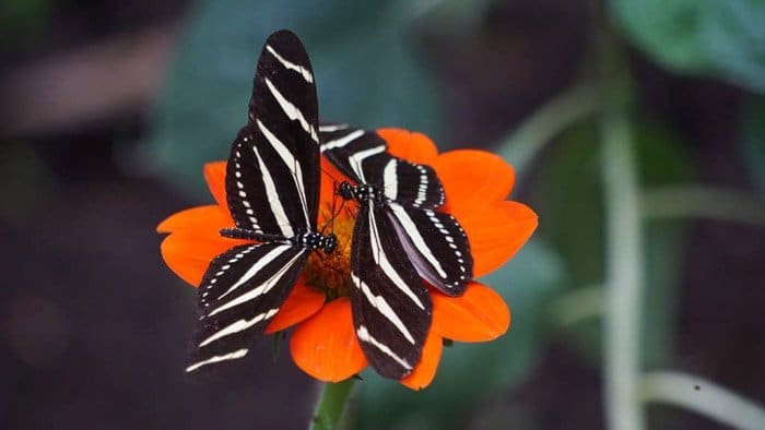Hermosa fotografía de mariposas de dos mariposas en blanco y negro sobre una flor de naranja