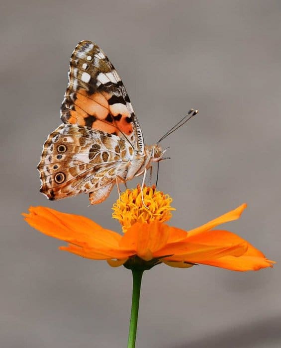 Hermosa fotografía de mariposas de un carey en flor de naranja