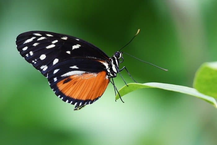 Una mariposa en la foto de la flor