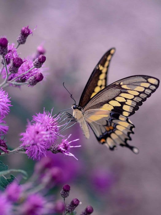 Fotografía de mariposas hermosas de una especie de cola de golondrina en una flor rosa