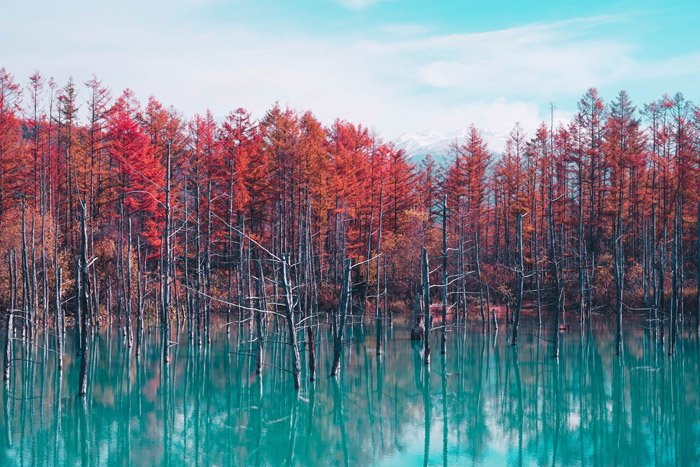 un hermoso paisaje de árboles de colores brillantes sobre un lago - impresionantes fotos de paisajes