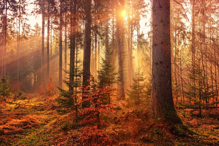 una hermosa vista de la luz a través de un bosque en otoño - impresionantes fotos de paisajes