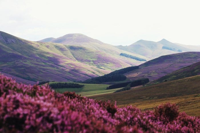 flores rosas en primer plano de un impresionante paisaje montañoso