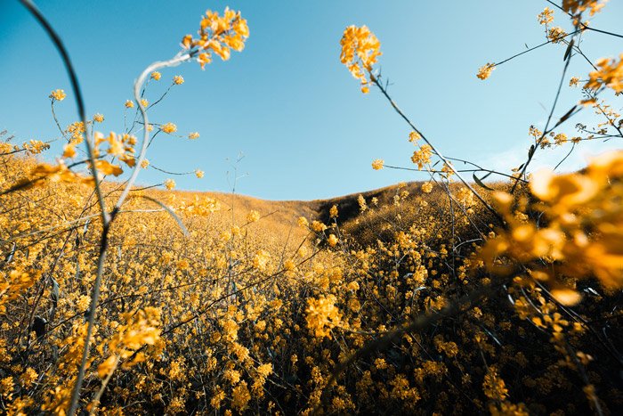 una impresionante foto de paisaje tomada en un campo de flores amarillas