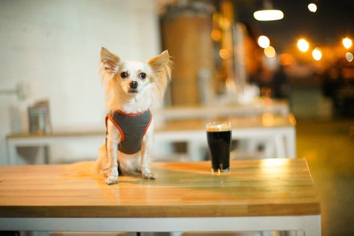 Un pequeño perro blanco y una pinta de Guinness en una encimera de madera - consejos para fotografías de cerveza
