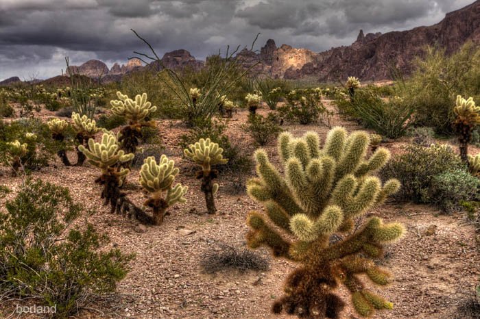 Fotografía de la flora del desierto de un cactus Cholla.