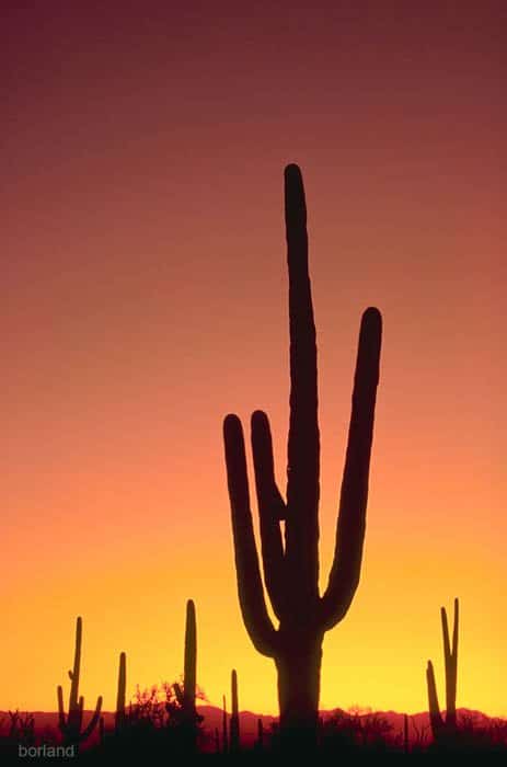 Silueta de cactus saguaro fotografiado en el desierto