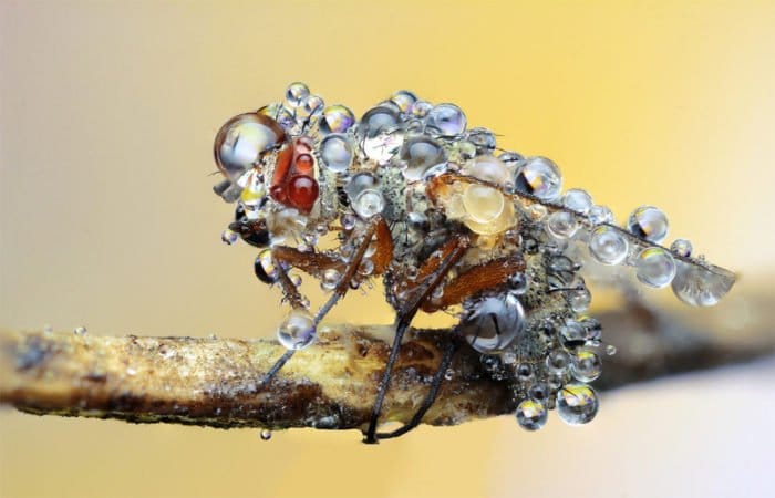 Fotografía macro: mosca cubierta de gotas de rocío temprano en la mañana.