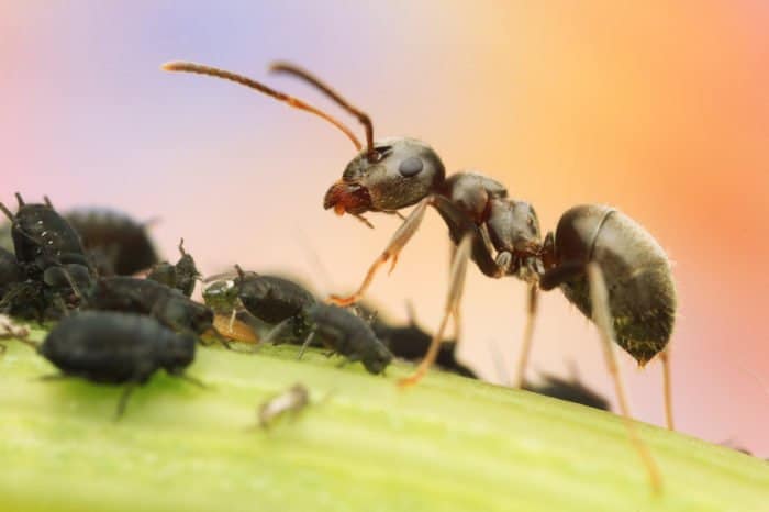 Hormiga de pie sobre una hoja sobre insectos más pequeños - Ejemplo de fotografía macro