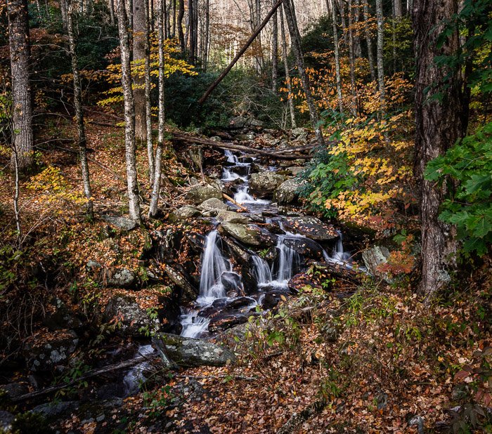 Un río que fluye a través de un bosque. 