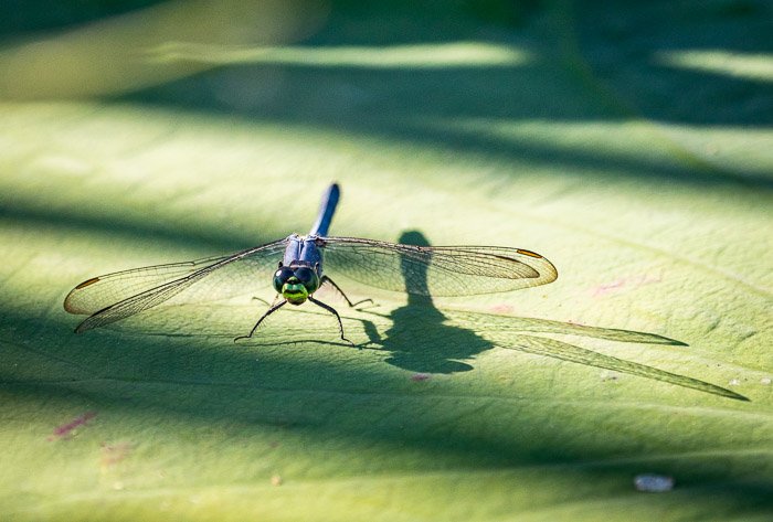Una libélula tomando el sol en la luz del sol sobre una hoja 