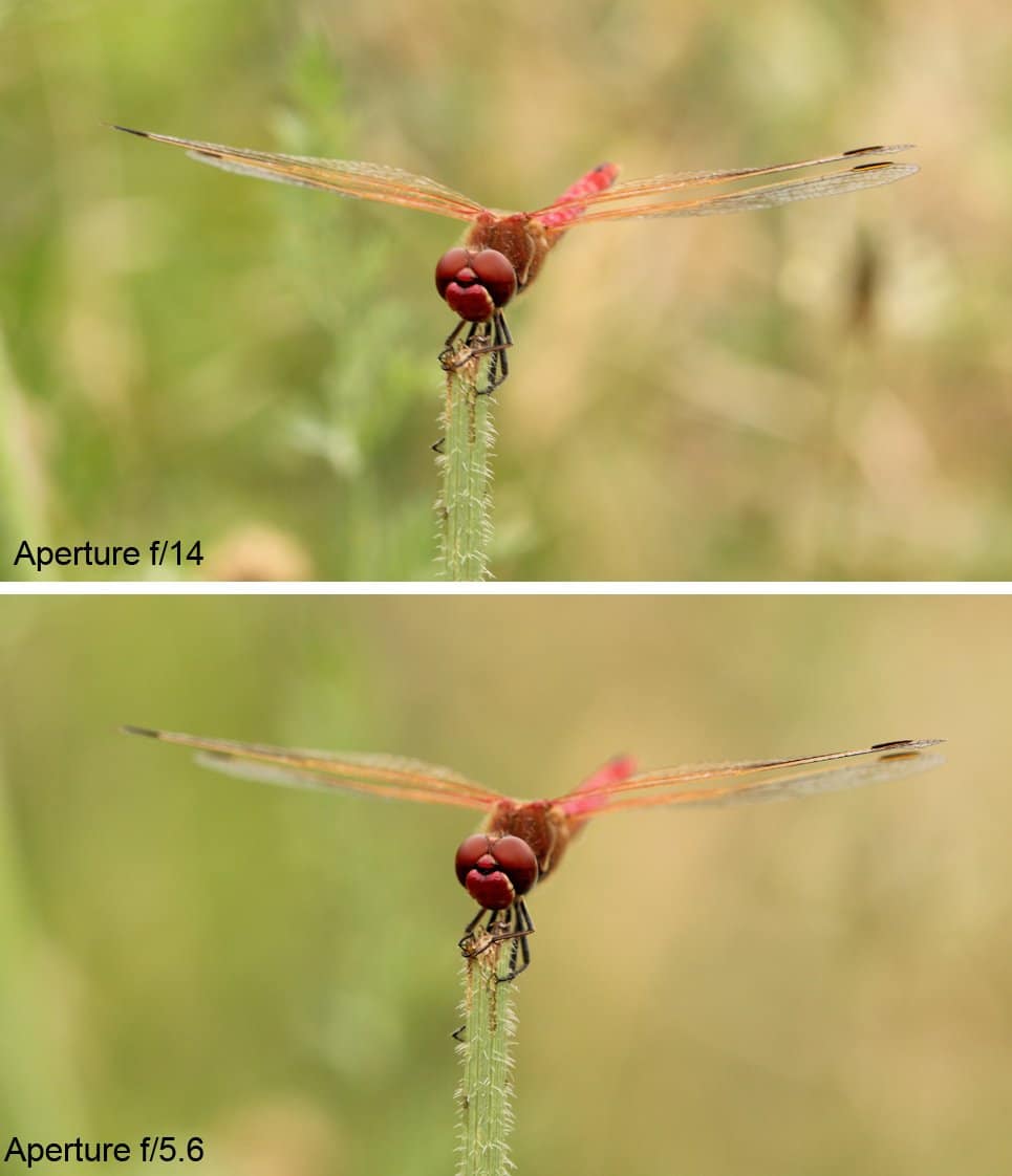 Configuración para fotografía macro: muestra la diferencia en el desenfoque del fondo entre f / 14 yf / 5.6