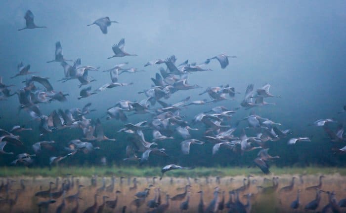 Bandada de pájaros tomando vuelo, la hierba y el cielo azul tenue en el fondo