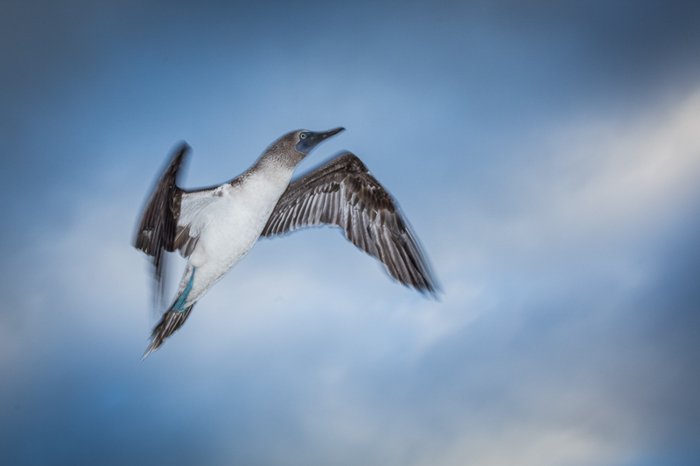 foto de pájaro en vuelo volando hacia arriba, las nubes y el cielo azul detrás de él