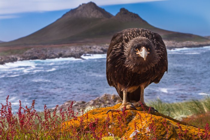 Caracara pájaro grande frente a la cámara de pie sobre una colina naranja con una montaña y un mar azul detrás de él