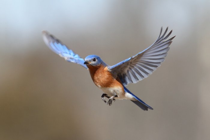 Un pájaro en vuelo